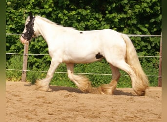 Tinker, Klacz, 7 lat, 135 cm, Srokata