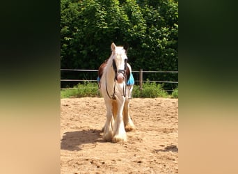 Tinker, Klacz, 7 lat, 135 cm, Srokata