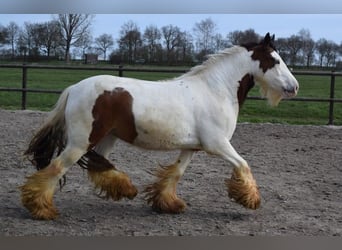 Tinker, Klacz, 7 lat, 142 cm, Perłowa