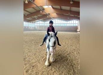 Tinker, Klacz, 7 lat, 142 cm, Srokata