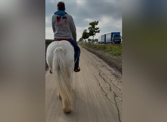 Tinker, Klacz, 7 lat, 144 cm, Srokata