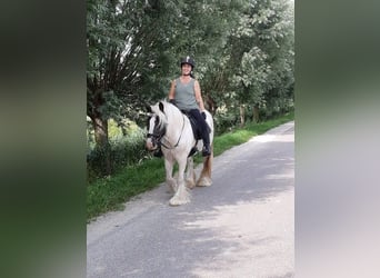 Tinker, Klacz, 7 lat, 150 cm, Srokata