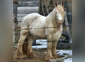 Tinker, Klacz, 7 lat, 152 cm, Biała