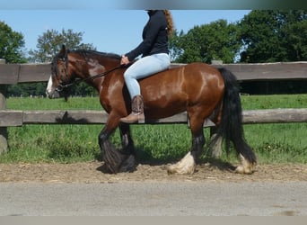 Tinker, Klacz, 8 lat, 126 cm, Gniada