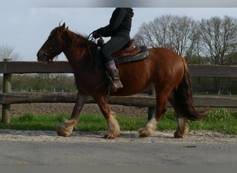Tinker, Klacz, 8 lat, 130 cm, Kasztanowata