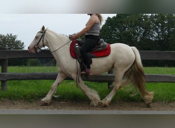 Tinker, Klacz, 8 lat, 137 cm, Izabelowata