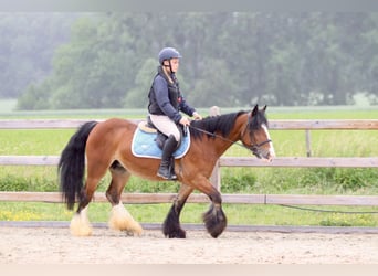 Tinker, Klacz, 8 lat, 140 cm, Gniada