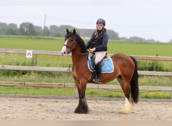 Tinker, Klacz, 8 lat, 140 cm, Gniada