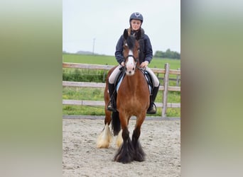 Tinker, Klacz, 8 lat, 140 cm, Gniada