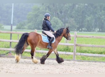 Tinker, Klacz, 8 lat, 140 cm, Gniada