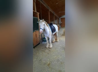 Tinker, Klacz, 8 lat, 140 cm, Może być siwy