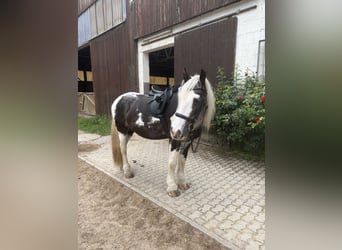 Tinker, Klacz, 8 lat, 153 cm, Srokata