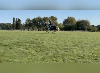 Tinker, Klacz, 8 lat, 153 cm, Srokata