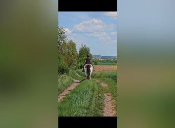 Tinker, Klacz, 8 lat, 154 cm, Srokata