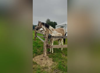 Tinker Mix, Klacz, 8 lat, 158 cm, Bułana