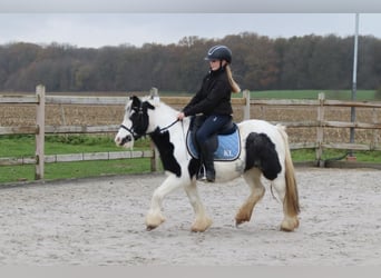 Tinker, Klacz, 9 lat, 120 cm, Srokata