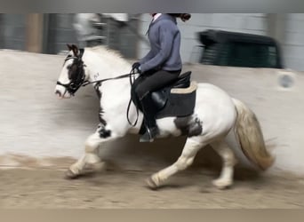 Tinker, Klacz, 9 lat, 135 cm, Srokata