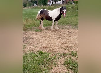 Tinker, Klacz, 9 lat, 138 cm, Srokata