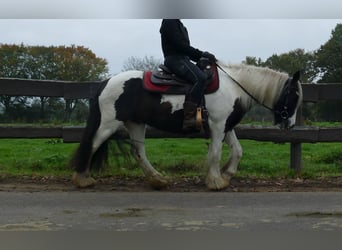 Tinker, Klacz, 9 lat, 139 cm, Srokata