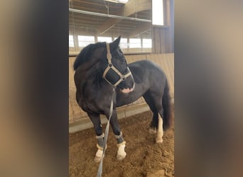 Tinker, Klacz, 9 lat, 144 cm, Ciemnogniada