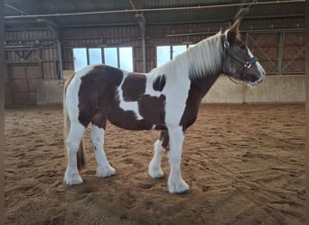 Tinker, Klacz, 9 lat, 150 cm, Srokata