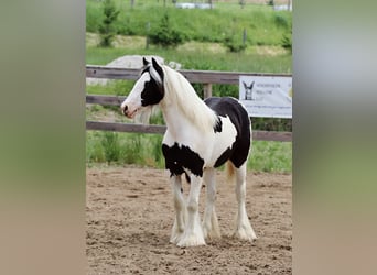 Tinker, Klacz, , 122 cm, Tobiano wszelkich maści