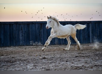 Tinker Mix, Klacz, Źrebak (01/2024), 132 cm, Cremello