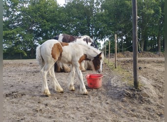 Tinker, Klacz, Źrebak (04/2023), 150 cm, Srokata
