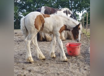 Tinker, Klacz, Źrebak (04/2023), 150 cm, Srokata