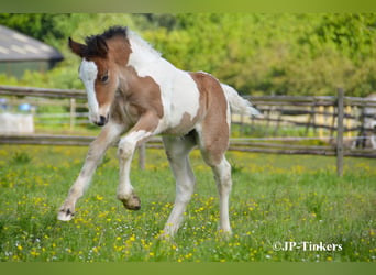 Tinker, Klacz, Źrebak (04/2026), 155 cm, Tobiano wszelkich maści