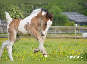 Tinker, Klacz, Źrebak (04/2026), 155 cm, Tobiano wszelkich maści