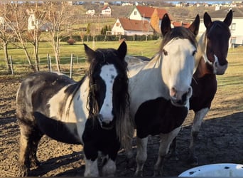Tinker, Merrie, 10 Jaar, 130 cm, Gevlekt-paard