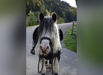 Tinker, Merrie, 10 Jaar, 133 cm, Wit
