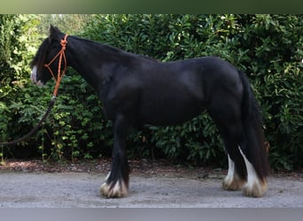 Tinker, Merrie, 10 Jaar, 133 cm, Zwart