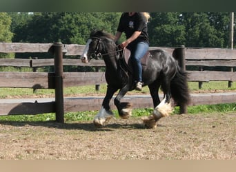 Tinker, Merrie, 10 Jaar, 133 cm, Zwart