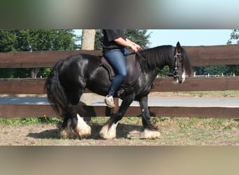 Tinker, Merrie, 10 Jaar, 133 cm, Zwart