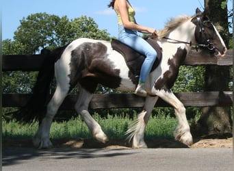 Tinker, Merrie, 10 Jaar, 136 cm, Gevlekt-paard