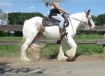 Tinker, Merrie, 10 Jaar, 139 cm, Gevlekt-paard