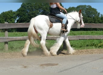 Tinker, Merrie, 10 Jaar, 139 cm, Gevlekt-paard