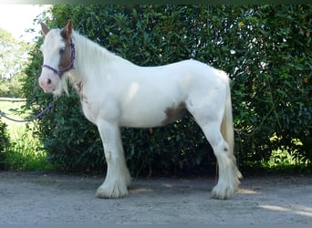 Tinker, Merrie, 10 Jaar, 139 cm, Gevlekt-paard