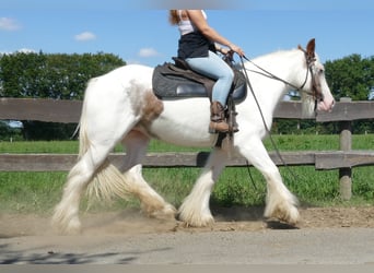 Tinker, Merrie, 10 Jaar, 139 cm, Gevlekt-paard