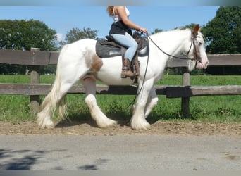 Tinker, Merrie, 10 Jaar, 139 cm, Gevlekt-paard
