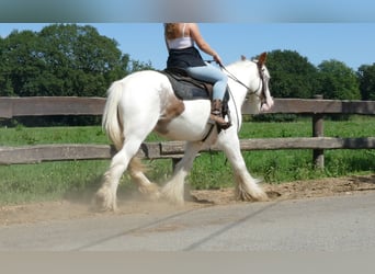 Tinker, Merrie, 10 Jaar, 139 cm, Gevlekt-paard