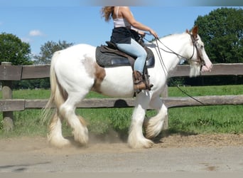 Tinker, Merrie, 10 Jaar, 139 cm, Gevlekt-paard