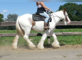 Tinker, Merrie, 10 Jaar, 139 cm, Gevlekt-paard