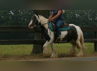 Tinker, Merrie, 10 Jaar, 140 cm, Gevlekt-paard