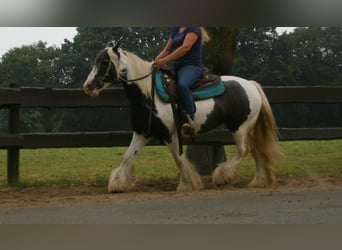 Tinker, Merrie, 10 Jaar, 140 cm, Gevlekt-paard