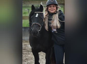 Tinker, Merrie, 10 Jaar, 140 cm, Zwart