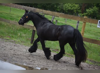 Tinker, Merrie, 10 Jaar, 140 cm, Zwart
