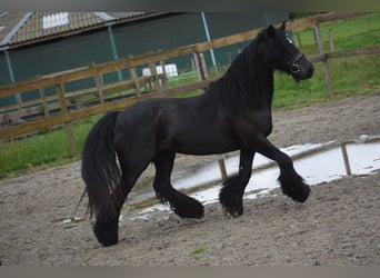 Tinker, Merrie, 10 Jaar, 140 cm, Zwart